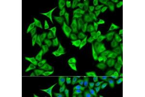 Immunofluorescence analysis of HeLa cells using PSMD9 Polyclonal Antibody (PSMD9 抗体)