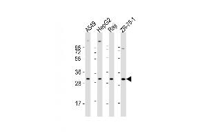 All lanes : Anti-PDCD1LG2 Antibody (N-term) at 1:1000-1:2000 dilution Lane 1: A549 whole cell lysate Lane 2: HepG2 whole cell lysate Lane 3: Raji whole cell lysate Lane 4: ZR-75-1 whole cell lysate Lysates/proteins at 20 μg per lane. (PDCD1LG2 抗体  (N-Term))