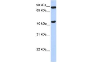 Western Blotting (WB) image for anti-Neuronal PAS Domain Protein 2 (NPAS2) antibody (ABIN2461664) (NPAS2 抗体)