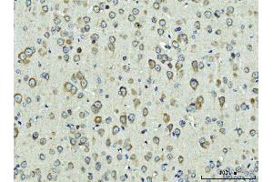 IHC analysis of Rpl9 using anti-Rpl9 antibody (ABIN7599060).