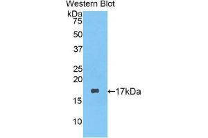 Western Blotting (WB) image for anti-Lysozyme (LYZ) (AA 19-148) antibody (ABIN1078301) (LYZ 抗体  (AA 19-148))