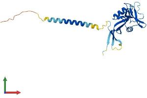 Protein Structure (PS) image for C-Type Lectin Domain Family 4, Member D (CLEC4D) (AA 1-219) protein (His tag) (ABIN7556433)