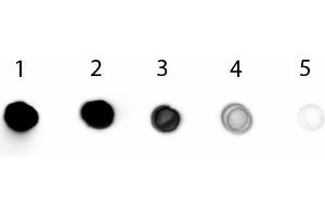 Dot Blot of Rabbit anti-Chicken IgG Fab2 Antibody Alkaline Phosphatase Conjugated. (兔 anti-小鸡 IgG (F(ab')2 Region) Antibody (Alkaline Phosphatase (AP)))
