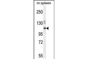 Western blot analysis in mouse spleen cell line lysates (35ug/lane). (Nesprin3 抗体  (C-Term))