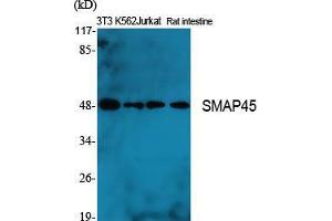 Western Blot (WB) analysis of specific cells using SMAP45 Polyclonal Antibody. (HDAC3 抗体  (C-Term))