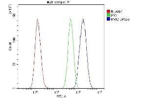 Flow Cytometry analysis of U20S cells using anti-RMI2 antibody (ABIN6719656). (RMI2 抗体)