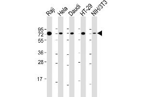Western Blot at 1:2000 dilution Lane 1: Raji whole cell lysate Lane 2: Hela whole cell lysate Lane 3: Daudi whole cell lysate Lane 4: HT-29 whole cell lysate Lane 5: NIH/3T3 whole cell lysate Lysates/proteins at 20 ug per lane. (KHDRBS1 抗体  (AA 259-291))