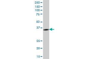 BTN3A2 MaxPab polyclonal antibody. (BTN3A2 抗体  (AA 1-334))
