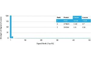 Analysis of Protein Array containing more than 19,000 full-length human proteins using PAX8 Mouse Monoclonal Antibody (PAX8/1491) Z- and S- Score: The Z-score represents the strength of a signal that a monoclonal antibody (MAb) (in combination with a fluorescently-tagged anti-IgG secondary antibody) produces when binding to a particular protein on the HuProtTM array. (PAX8 抗体  (AA 60-261))