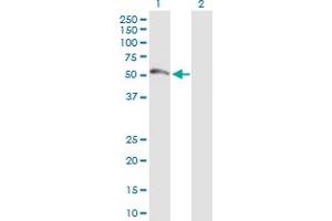 Western Blot analysis of FDXR expression in transfected 293T cell line by FDXR MaxPab polyclonal antibody. (Ferredoxin Reductase 抗体  (AA 1-491))