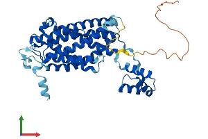 AlphaFold protein structure predicition of Mouse Recombinant Cers2 Protein, UniprotID Q924Z4