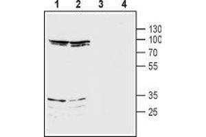 Western Blotting (WB) image for anti-Glutamate Receptor, Ionotropic, N-Methyl D-Aspartate 3B (GRIN3B) (AA 363-376), (Extracellular) antibody (ABIN7043234)