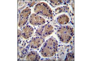 Immunohistochemistry analysis in Formalin Fixed and Paraffin Embedded Human stomach tissue stained with S3TC1 Antibody (C-term) followed by peroxidase conjugation of the secondary antibody and DAB staining. (SH3TC1 抗体  (C-Term))