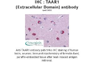 Image no. 1 for anti-Trace Amine Associated Receptor 1 (TAAR1) (2nd Extracellular Domain) antibody (ABIN1739852) (TAAR1 抗体  (2nd Extracellular Domain))