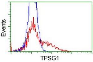 HEK293T cells transfected with either RC222359 overexpress plasmid (Red) or empty vector control plasmid (Blue) were immunostained by anti-TPSG1 antibody (ABIN2455380), and then analyzed by flow cytometry. (TPSG1 抗体  (AA 20-283))