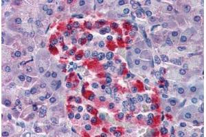 Human Pancreas (formalin-fixed, paraffin-embedded) stained with BID antibody ABIN343922 at 5 ug/ml followed by biotinylated goat anti-rabbit IgG secondary antibody ABIN481713, alkaline phosphatase-streptavidin and chromogen. (BID 抗体)