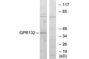 Western blot analysis of extracts from COS7 cells, using GPR132 Antibody. (G Protein-Coupled Receptor 132 抗体  (AA 293-342))