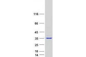 Western Blotting (WB) image for Tetratricopeptide Repeat Domain 33 (TTC33) protein (Myc-DYKDDDDK Tag) (ABIN2734489)