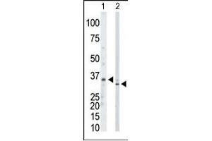 The anti-PRPS1/2/3 Pab (ABIN391076 and ABIN2841223) is used in Western blot to detect PRPS1/2/3 in mouse kidney tissue lysate (Lane 1) and Hela cell lysate (Lane 2). (PRPS1,PRPS2,PRPS3 (AA 79-109), (N-Term) 抗体)