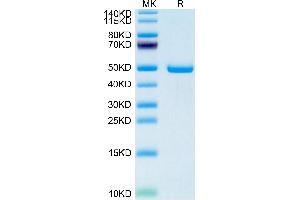 Human SECTM1 on Tris-Bis PAGE under reduced condition. (SECTM1 Protein (AA 29-145) (Fc Tag))