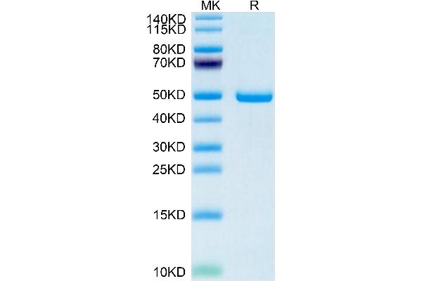 SECTM1 Protein (AA 29-145) (Fc Tag)