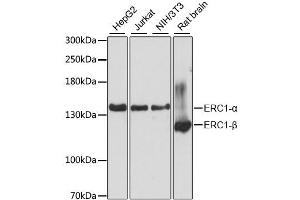 Western blot analysis of extracts of various cell lines, using ERC1 antibody. (ERC1 抗体)
