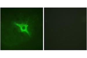 Immunofluorescence (IF) image for anti-Neutrophil Cytosol Factor 1 (NCF1) (AA 301-350) antibody (ABIN2888916) (NCF1 抗体  (AA 301-350))
