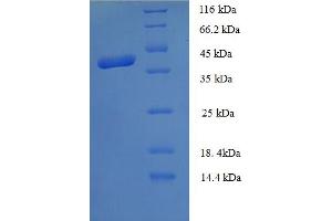 SDS-PAGE (SDS) image for Morf4 Family Associated Protein 1-Like 1 (MRFAP1L1) (AA 1-127), (full length) protein (GST tag) (ABIN5709959) (MRFAP1L1 Protein (AA 1-127, full length) (GST tag))