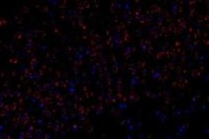 Immunofluorescent analysis of paraformaldehyde-fixed rat brain using,FAM135B (ABIN7073910) at dilution of 1: 1000 (FAM135B 抗体)