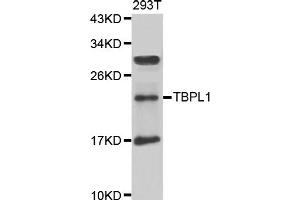 Western blot analysis of extracts of 293T cells, using TBPL1 antibody. (TBPL1 抗体)