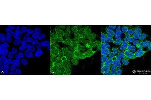 Immunocytochemistry/Immunofluorescence analysis using Mouse Anti-PP5 Monoclonal Antibody, Clone 12F7 . (PP5 抗体  (FITC))