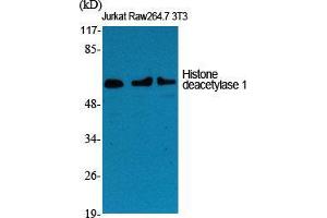 Western Blot (WB) analysis of specific cells using Histone deacetylase 1 Polyclonal Antibody. (HDAC1 抗体  (C-Term))