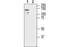 Western blot analysis of mouse brain lysate: - 1.