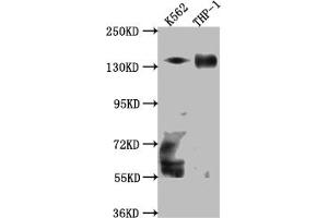 Western Blot Positive WB detected in: K562 whole cell lysate, THP-1 whole cell lysate All lanes: TACC3 Antibody at 1:1000 Secondary Goat polyclonal to rabbit IgG at 1/50000 dilution Predicted band size: 91 kDa Observed band size: 140 kDa (Recombinant TACC3 抗体)
