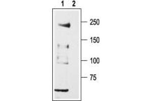 Western Blotting (WB) image for anti-Calcium Channel, Voltage-Dependent, T Type, alpha 1H Subunit (CACNA1H) (AA 581-595), (Intracellular) antibody (ABIN7043010)