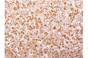 Formalin-fixed, paraffin-embedded human Pituitary Gland stained with ACTH Mouse Recombinant Monoclonal Antibody (r57). (Recombinant POMC 抗体  (N-Term))