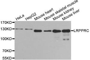 Western blot analysis of extracts of various cell lines, using LRPPRC antibody. (LRPPRC 抗体  (AA 1041-1394))