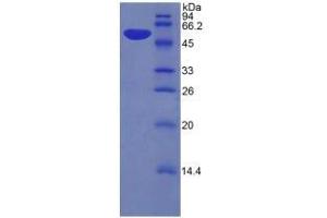 SDS-PAGE analysis of Mouse Kallikrein 6 Protein. (Kallikrein 6 Protein (KLK6))