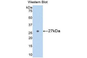 Western Blotting (WB) image for anti-Glutathione S-Transferase alpha 3 (GSTA3) (AA 1-221) antibody (ABIN1078078) (GSTA3 抗体  (AA 1-221))