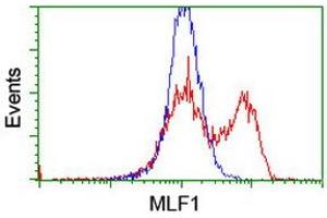 HEK293T cells transfected with either RC202774 overexpress plasmid (Red) or empty vector control plasmid (Blue) were immunostained by anti-MLF1 antibody (ABIN2455802), and then analyzed by flow cytometry. (MLF1 抗体)