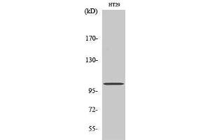 Western Blotting (WB) image for anti-Glutamate Receptor, Ionotropic, N-Methyl D-Aspartate 1 (GRIN1) (Internal Region) antibody (ABIN3184935) (GRIN1/NMDAR1 抗体  (Internal Region))