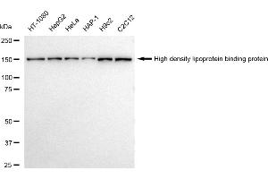 Western blotting analysis using High density lipoprotein binding protein antibody (ABIN7798909).