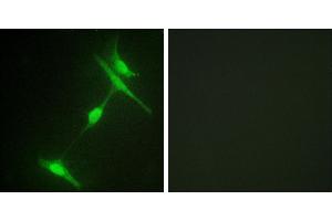 Peptide - +Immunofluorescence analysis of 3T3 cells, using JIP1 (Ab-103) antibody. (MAPK8IP1 抗体  (Thr103))