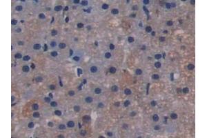 Detection of TLR4 in Rat Adrenal gland Tissue using Polyclonal Antibody to Toll Like Receptor 4 (TLR4) (TLR4 抗体  (AA 49-247))