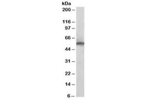 Western blot testing of HeLa lysate with KPNA2 antibody at 0. (KPNA2 抗体)