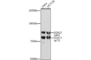 Western blot analysis of extracts of various cell lines, using DDX17 Rabbit mAb (ABIN7266688) at 1:1000 dilution. (DDX17 抗体)