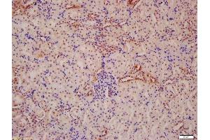 Formalin-fixed and paraffin embedded mouse kidney labeled with Anti-ATG13 Polyclonal Antibody, Unconjugated  at 1:200 followed by conjugation to the secondary antibody and DAB staining (ATG13 抗体  (AA 51-150))