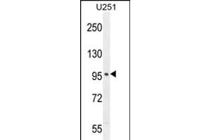 SOBP Antibody (C-term) (ABIN654795 and ABIN2844473) western blot analysis in  cell line lysates (35 μg/lane). (SOBP 抗体  (C-Term))