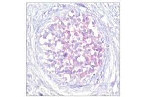 Image no. 1 for anti-V-Raf-1 Murine Leukemia Viral Oncogene Homolog 1 (RAF1) (pSer259) antibody (ABIN196618) (RAF1 抗体  (pSer259))