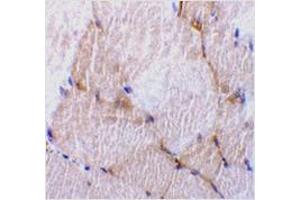 Immunohistochemistry of caspase-7 in rat skeletal muscle tissue with caspase-7 antibody at 10 μg/ml. (Caspase 7 抗体  (N-Term))